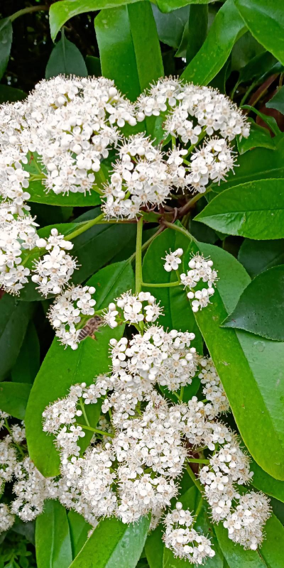 北京哪里有石楠花