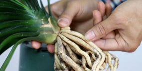 小众送妈妈的花有哪些花