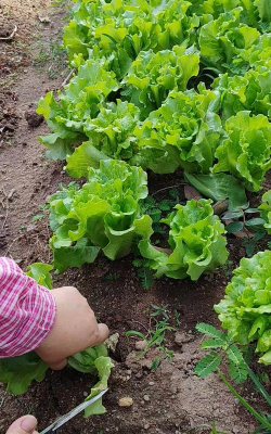 生菜是摘得还是拔