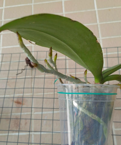 小众送妈妈的花有哪些花