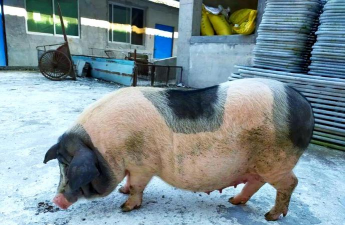 广东有哪些猪的品种