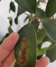 小众送妈妈的花有哪些花