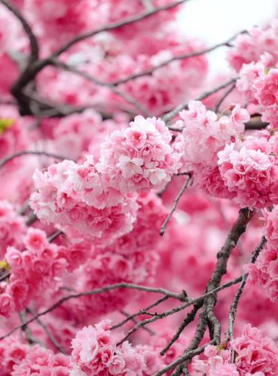 小众送妈妈的花有哪些花