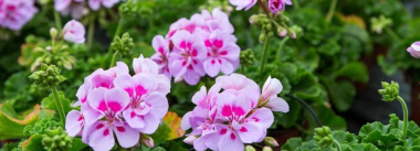 小众送妈妈的花有哪些花