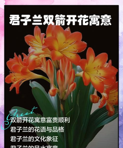 小众送妈妈的花有哪些花