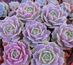 小众送妈妈的花有哪些花