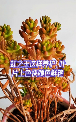 小众送妈妈的花有哪些花