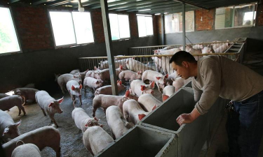 小众送妈妈的花有哪些花