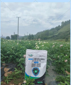 小众送妈妈的花有哪些花