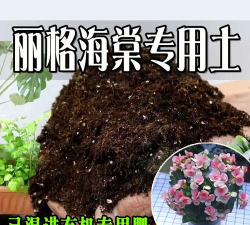 小众送妈妈的花有哪些花