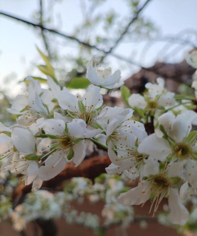 小众送妈妈的花有哪些花