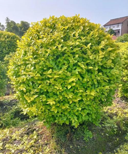 金叶女贞夏天可不可以修剪