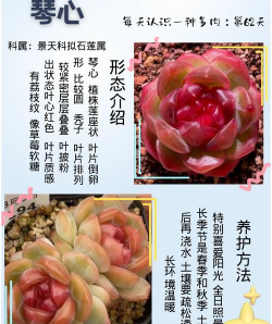 小众送妈妈的花有哪些花