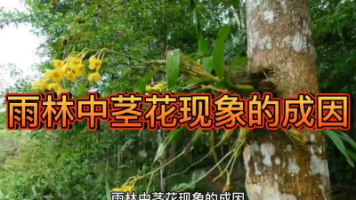 小众送妈妈的花有哪些花