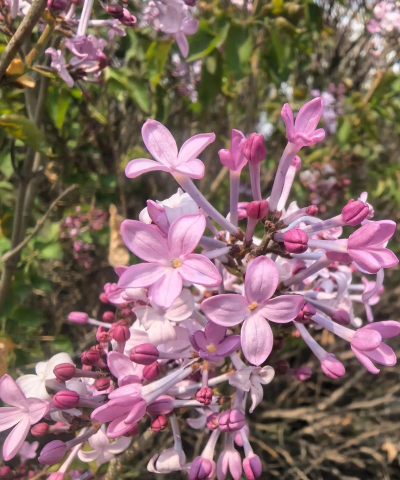 小众送妈妈的花有哪些花