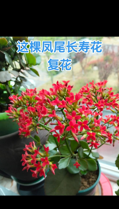 小众送妈妈的花有哪些花