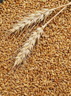 小众送妈妈的花有哪些花