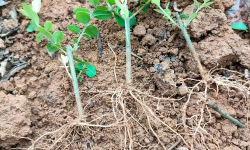 金叶女贞怎么扦插