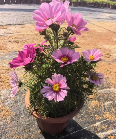 小众送妈妈的花有哪些花