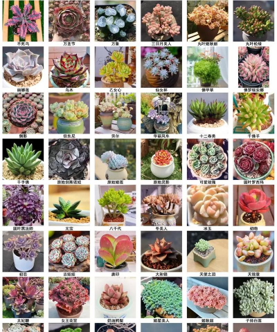 小众送妈妈的花有哪些花