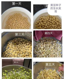黄豆芽怎么发