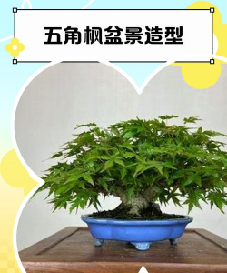 五角枫盆景怎么修剪