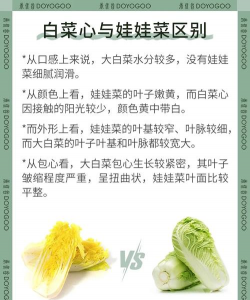 白菜和娃娃菜一样吗
