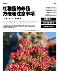 小众送妈妈的花有哪些花