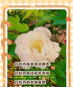 小众送妈妈的花有哪些花