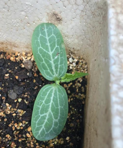 小众送妈妈的花有哪些花