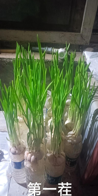 小众送妈妈的花有哪些花