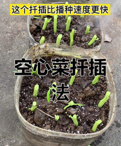 空心菜扦插种植方法