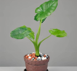 小众送妈妈的花有哪些花