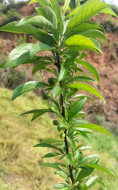 小众送妈妈的花有哪些花