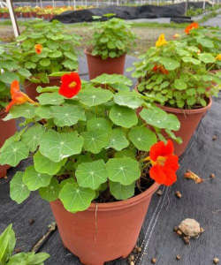 小众送妈妈的花有哪些花