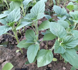 小众送妈妈的花有哪些花