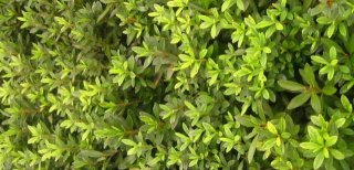 小众送妈妈的花有哪些花