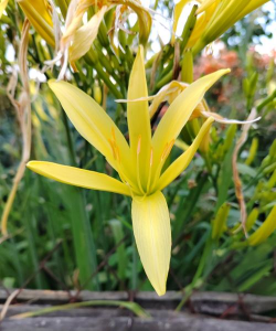 小众送妈妈的花有哪些花