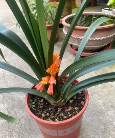 小众送妈妈的花有哪些花