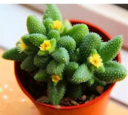 小众送妈妈的花有哪些花