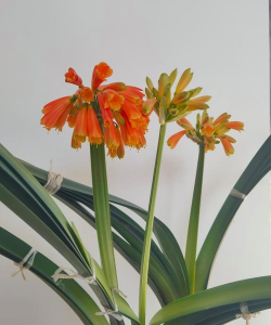 小众送妈妈的花有哪些花