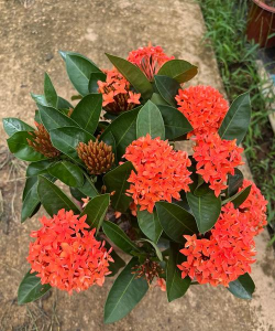 小众送妈妈的花有哪些花