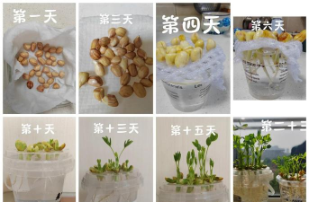 小众送妈妈的花有哪些花