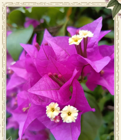 小众送妈妈的花有哪些花