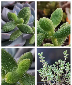 小众送妈妈的花有哪些花