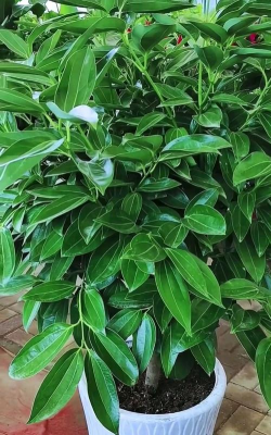 小众送妈妈的花有哪些花