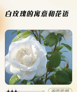 白玫瑰代表什么