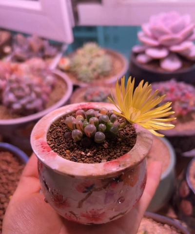 小众送妈妈的花有哪些花