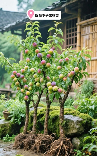 小众送妈妈的花有哪些花