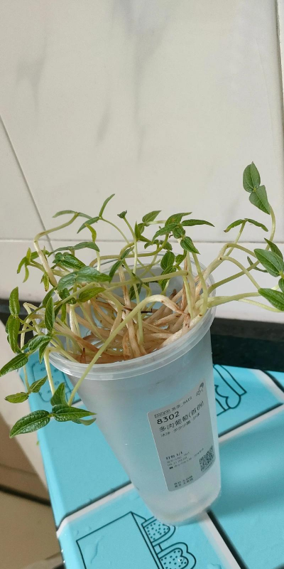 小众送妈妈的花有哪些花